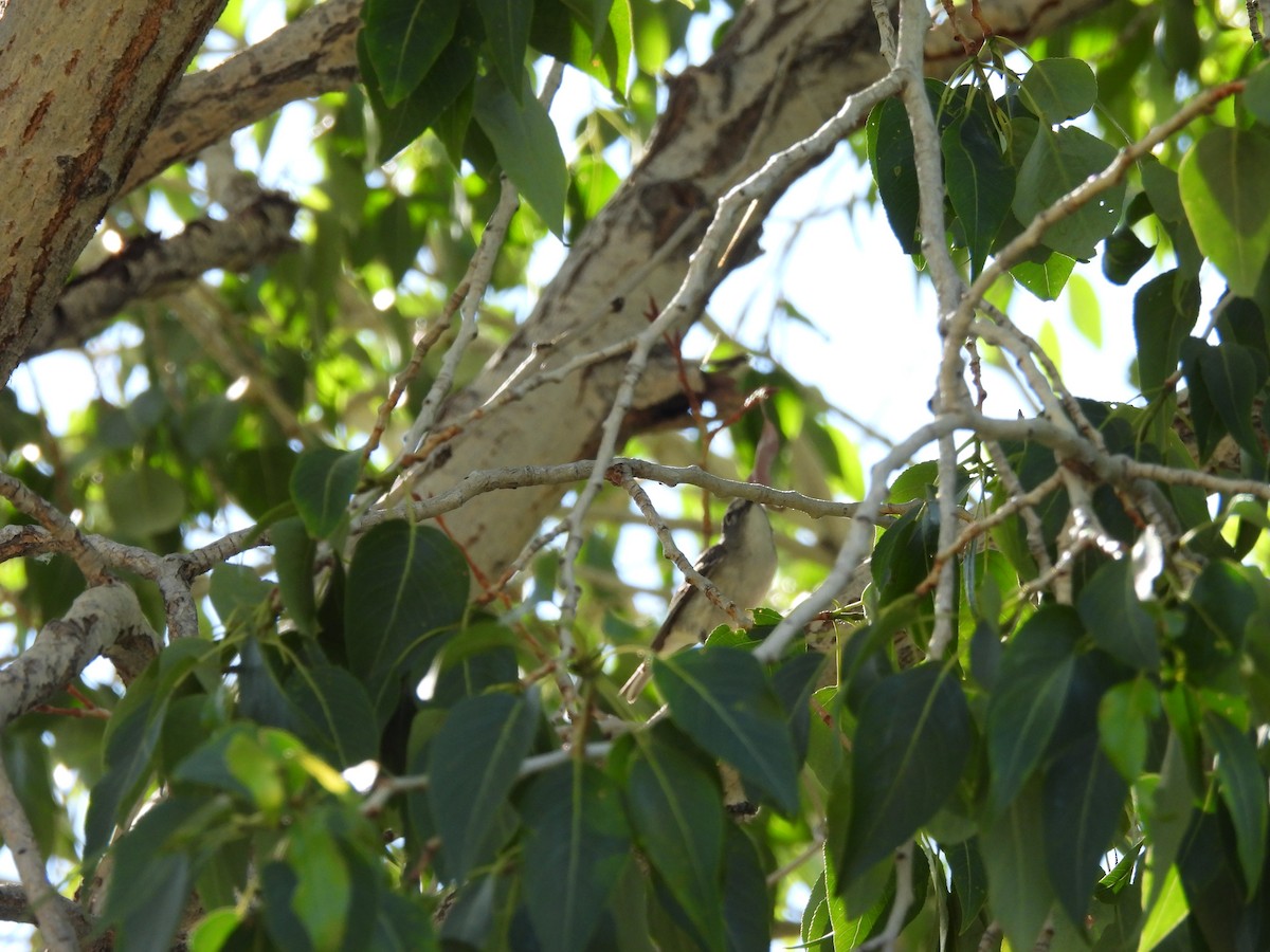 Plumbeous Vireo - ML620796562