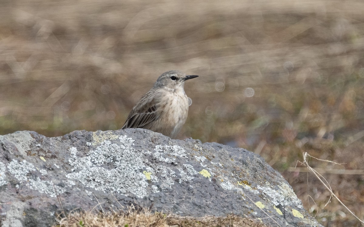 Water Pipit (Caucasian) - ML620796564