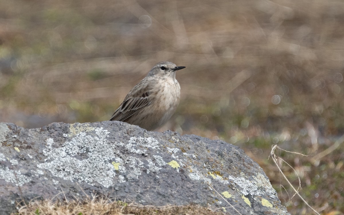 Water Pipit (Caucasian) - ML620796565