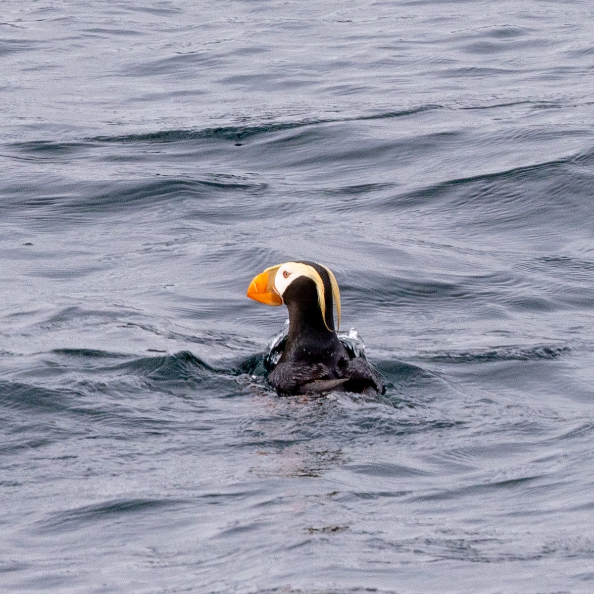 Tufted Puffin - ML620796576