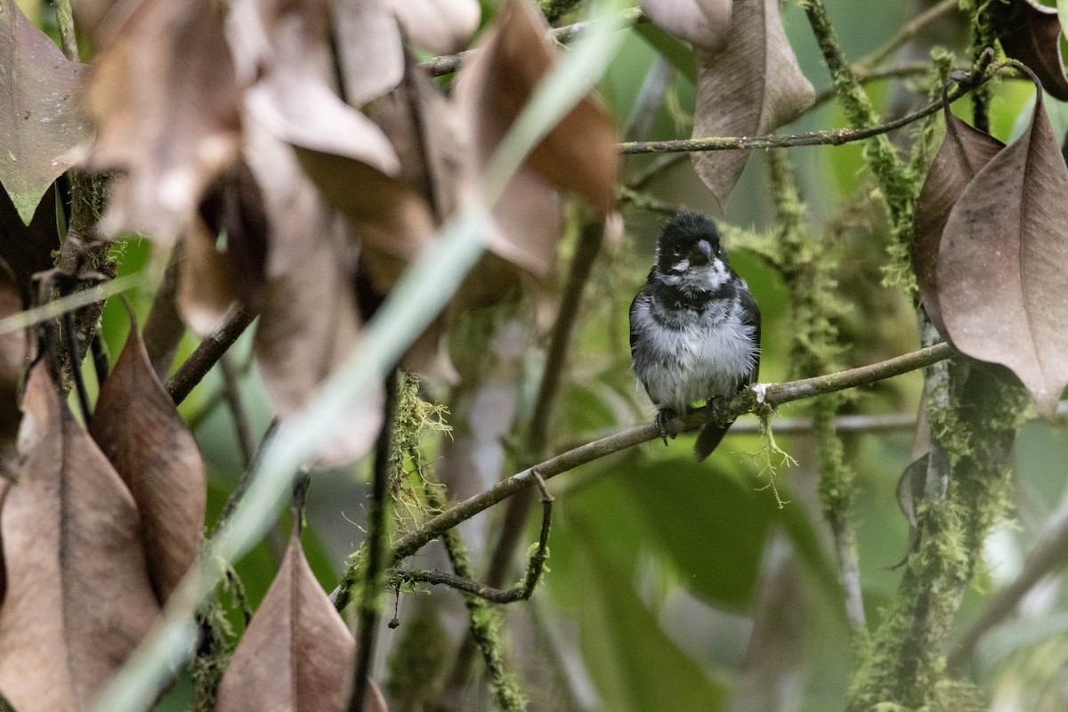 Variable Seedeater - ML620796580