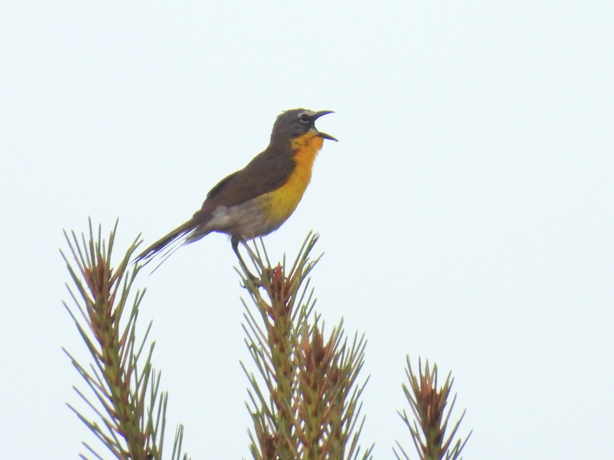 Yellow-breasted Chat - ML620796584