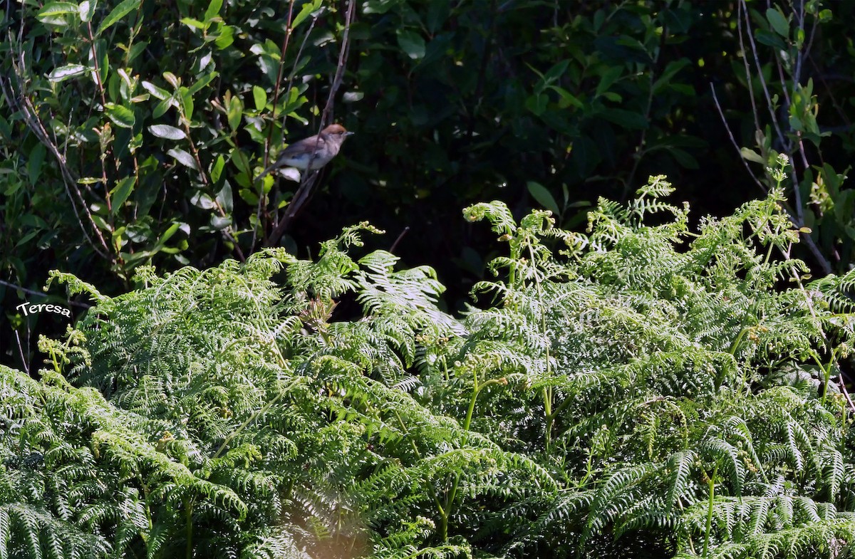 Eurasian Blackcap - ML620796590