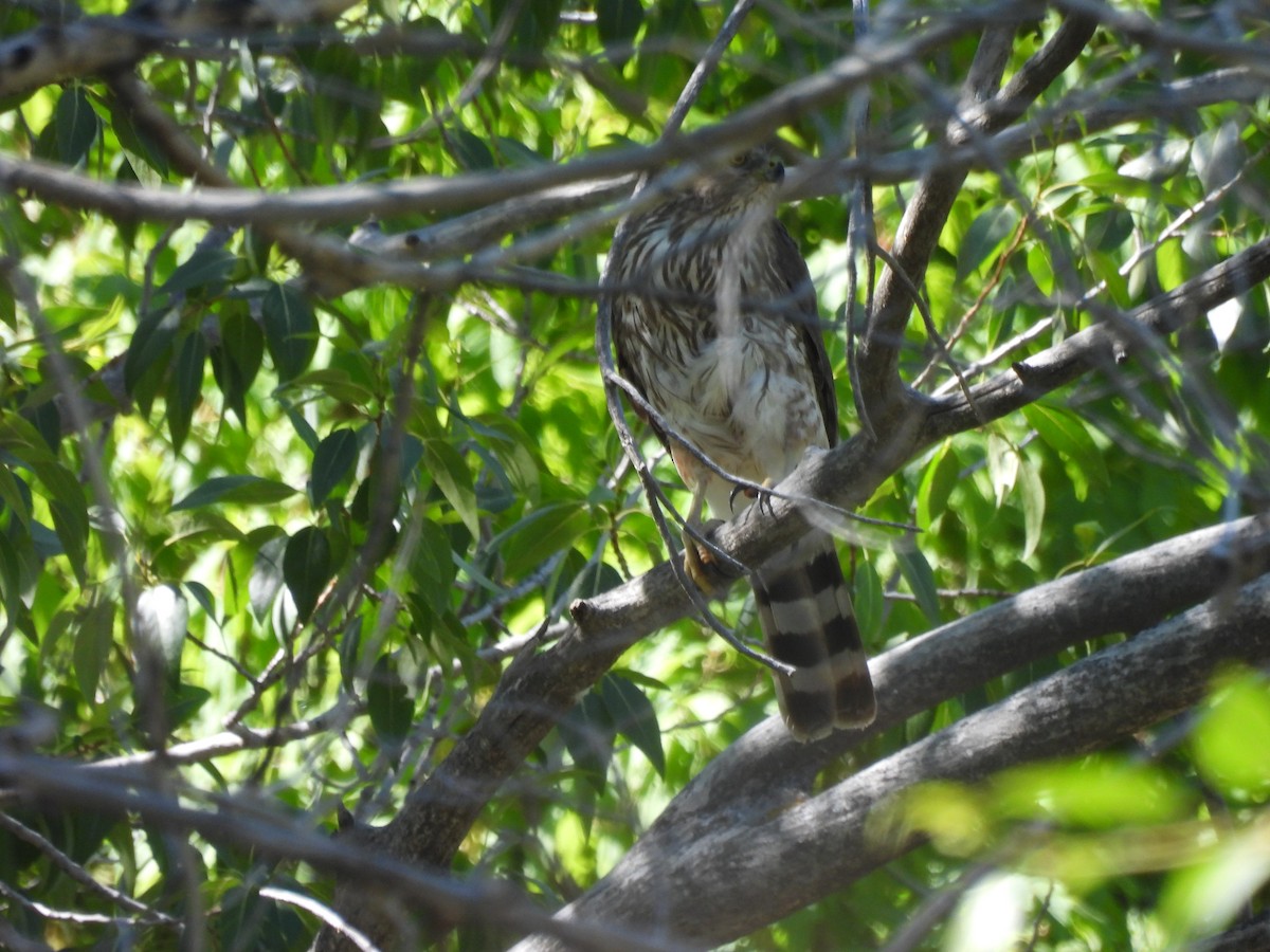 Cooper's Hawk - ML620796591