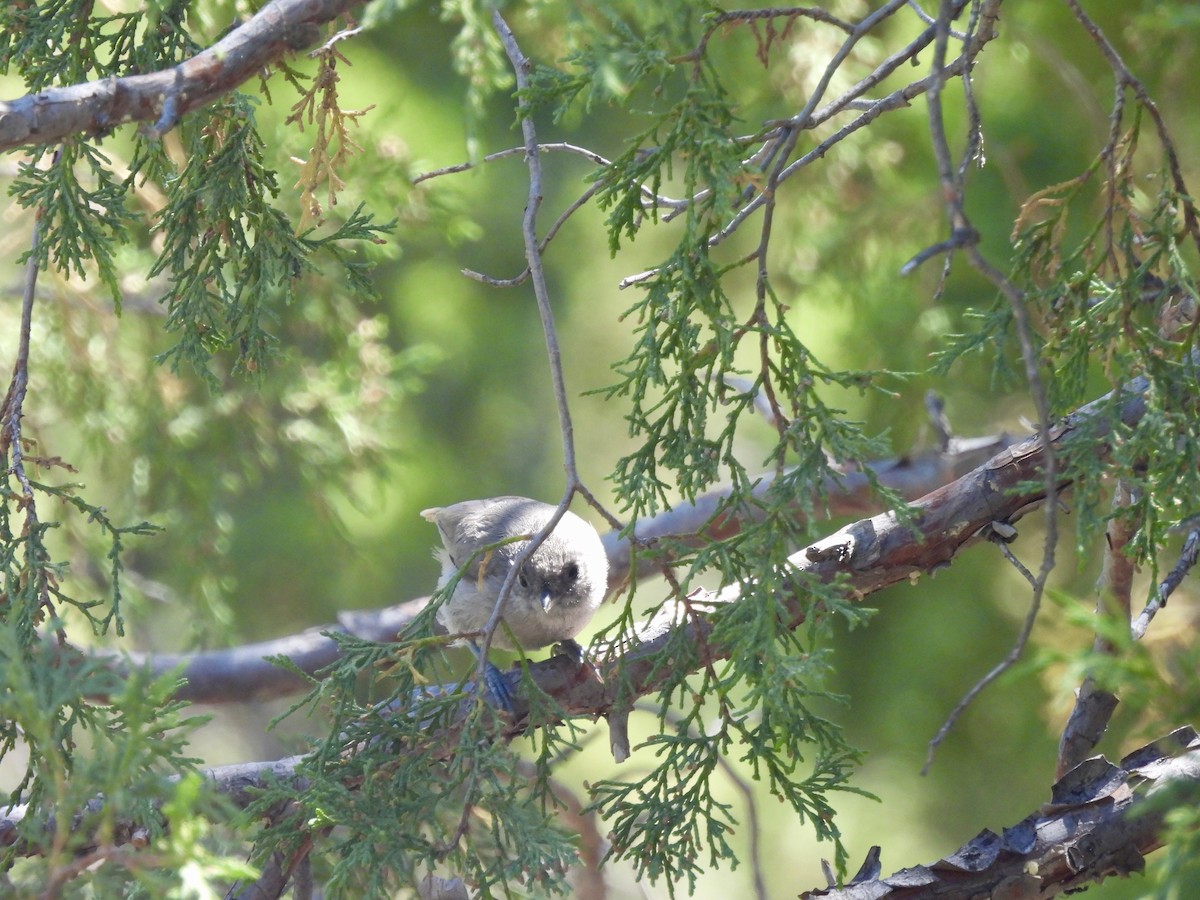 Juniper Titmouse - ML620796599