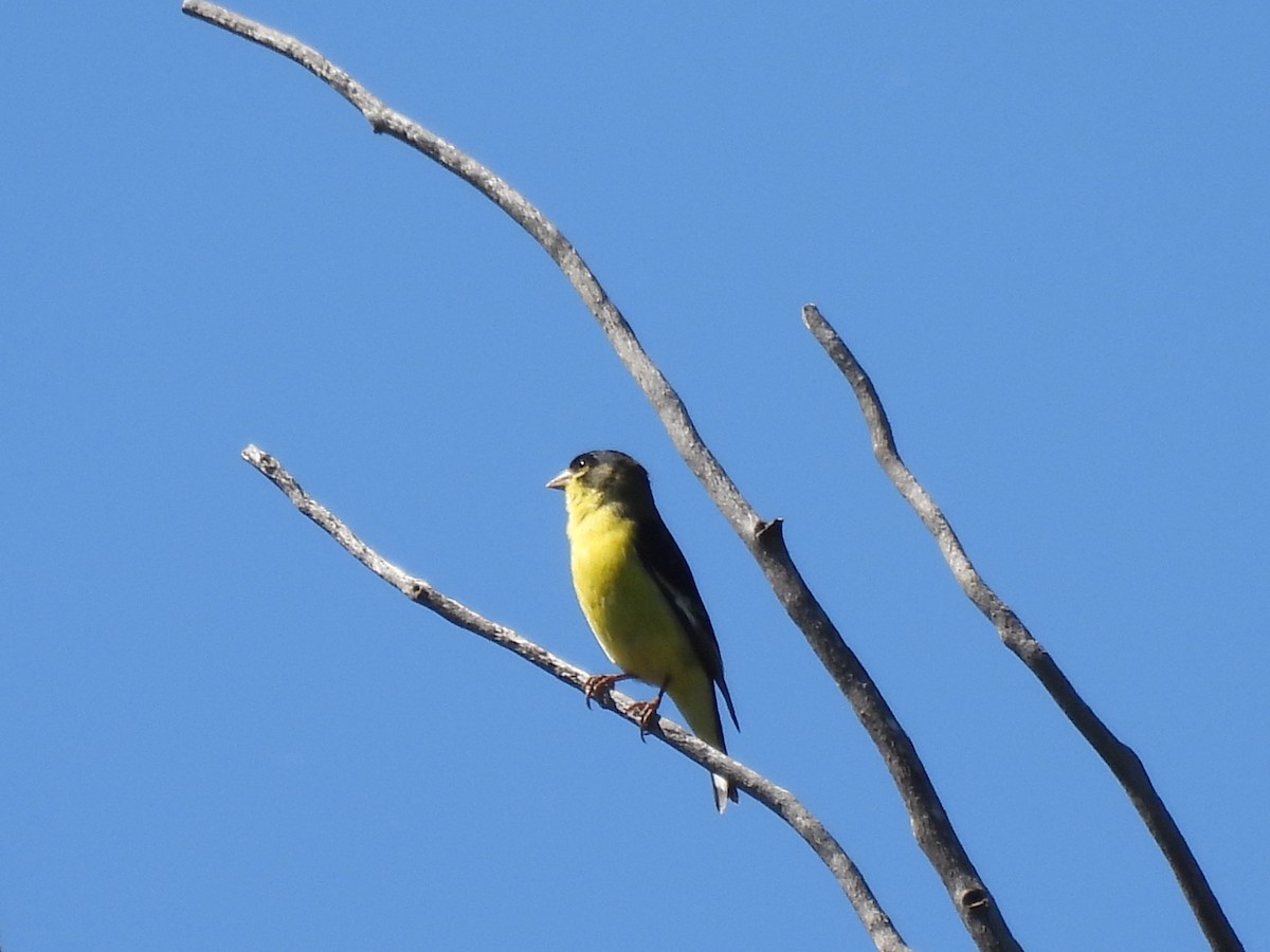 Lesser Goldfinch - Laurie Miraglia