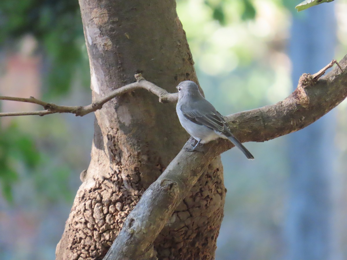 Ashy Flycatcher - ML620796613