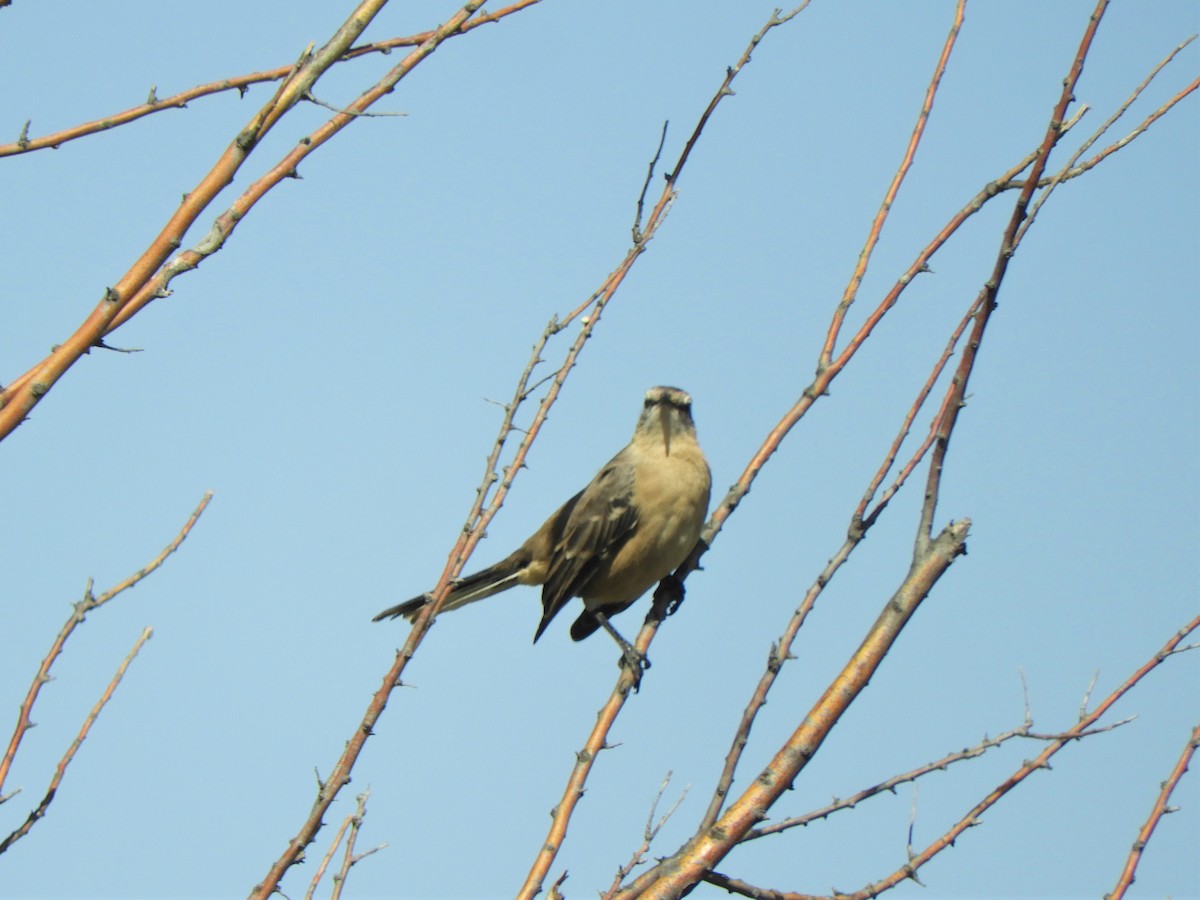 Patagonian Mockingbird - ML620796614