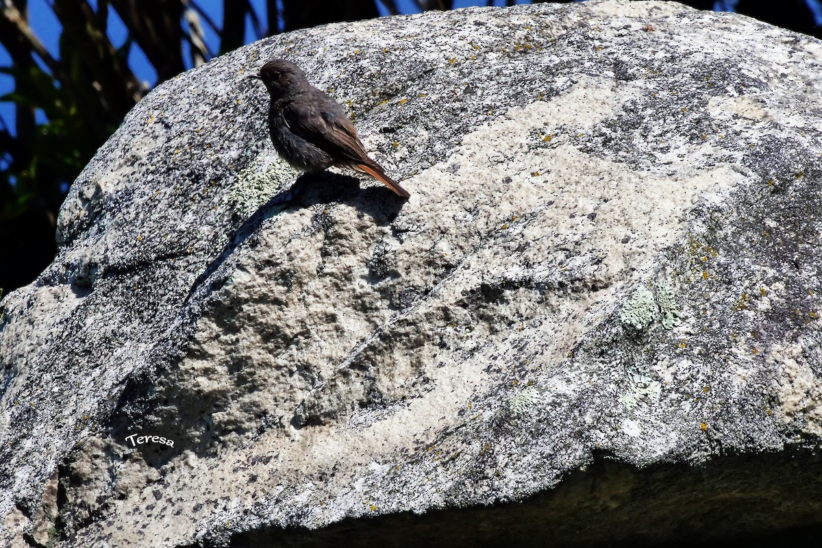 Black Redstart - ML620796616