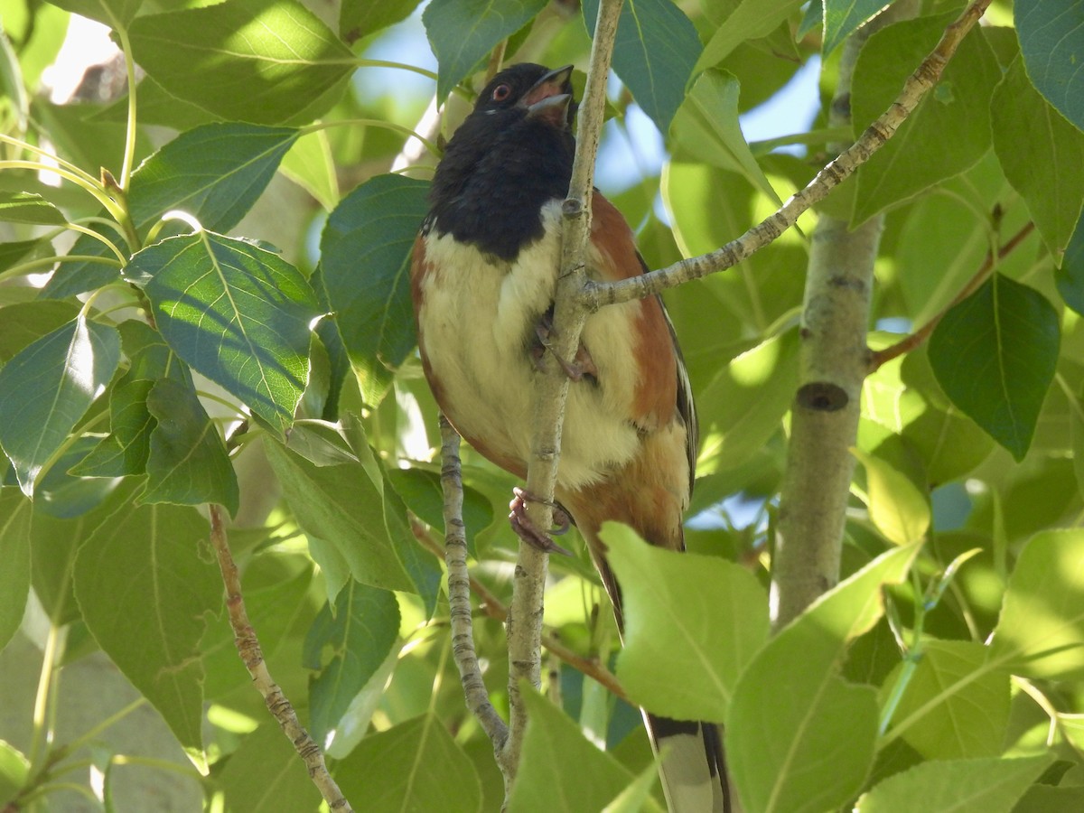 Spotted Towhee - ML620796618