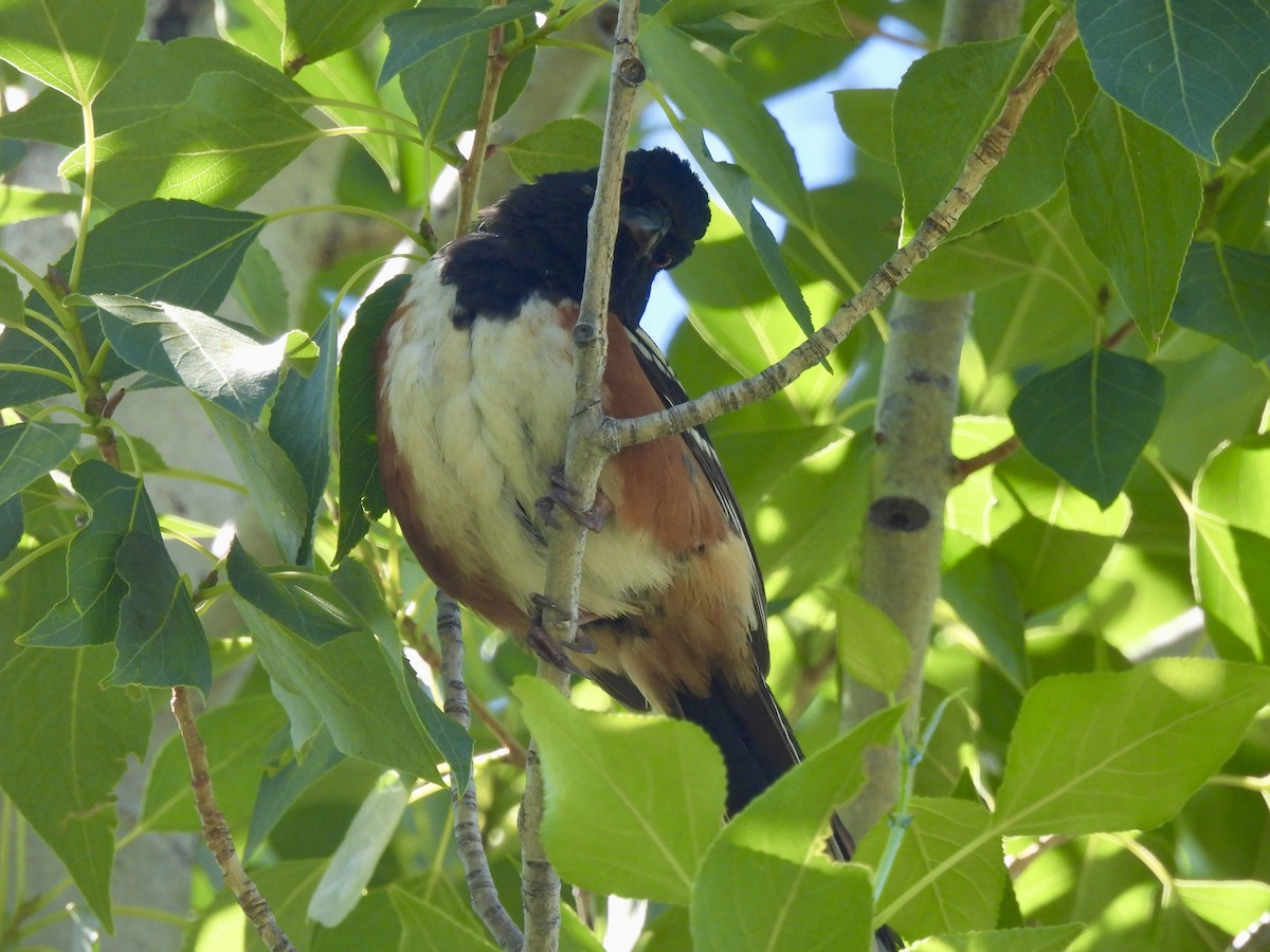 Spotted Towhee - ML620796620