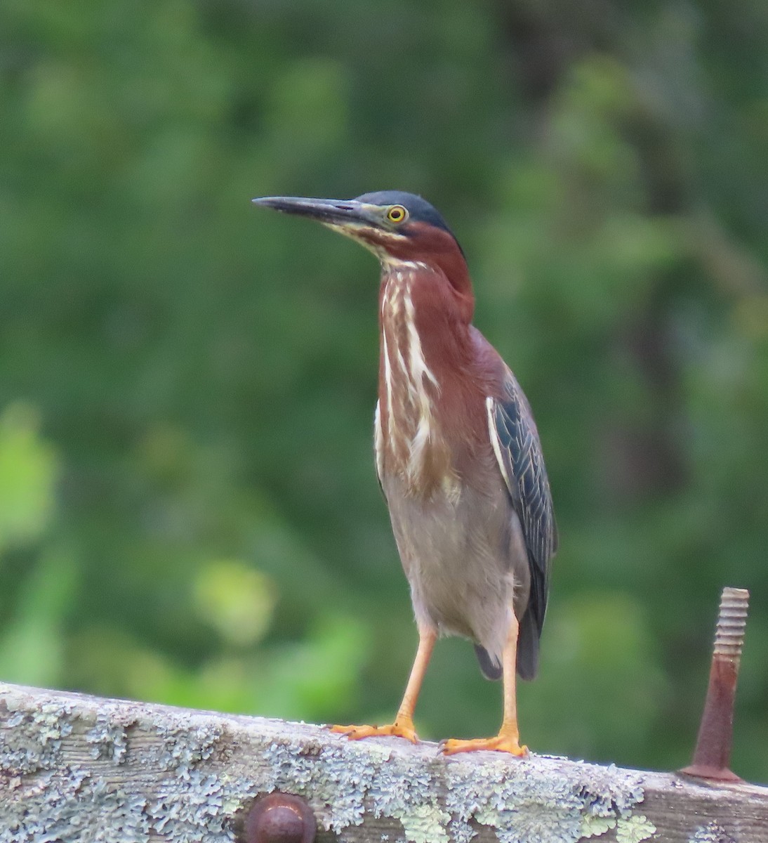 Green Heron - ML620796621