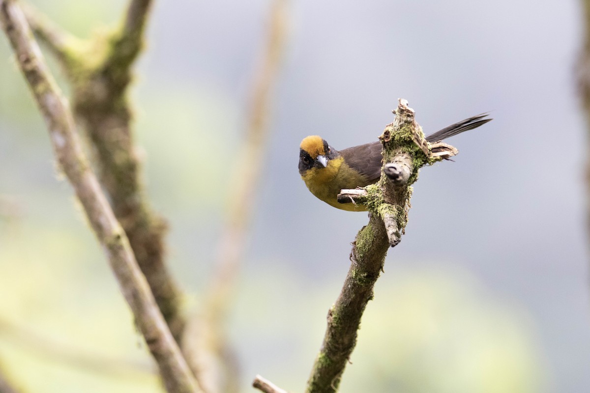 Tricolored Brushfinch - ML620796622