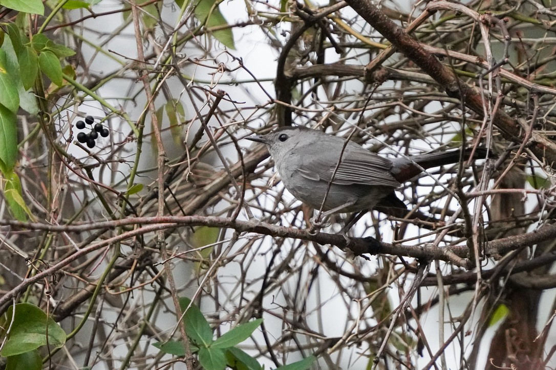 Gray Catbird - Penny Owings