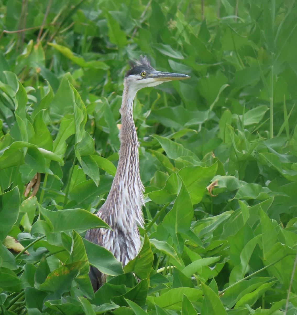 Great Blue Heron - ML620796625