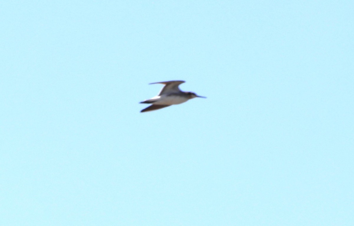 Phalarope de Wilson - ML620796626