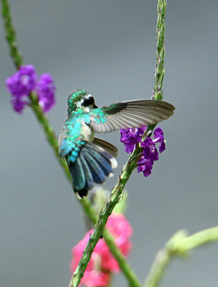 Canivet's Emerald - ML620796628