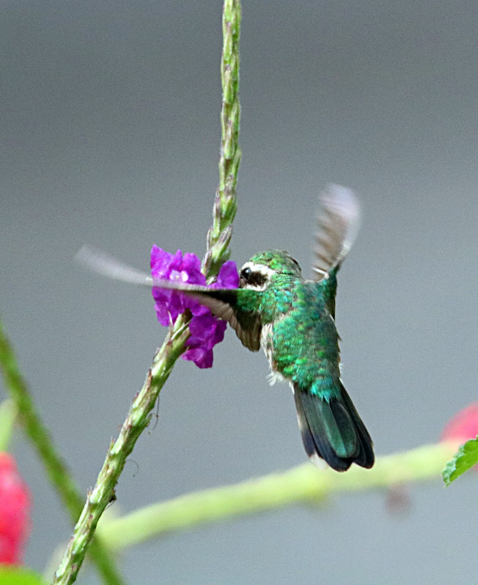 Canivet's Emerald - ML620796629