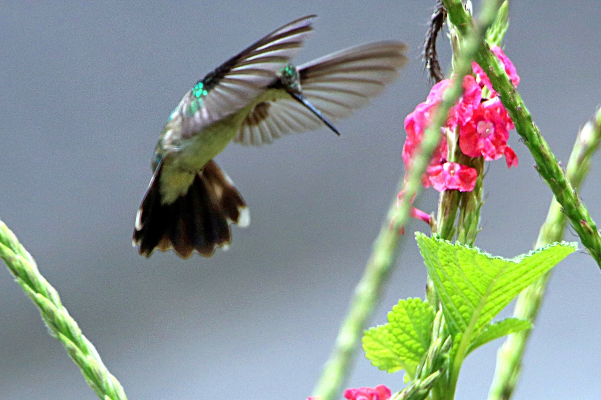 Canivet's Emerald - ML620796630