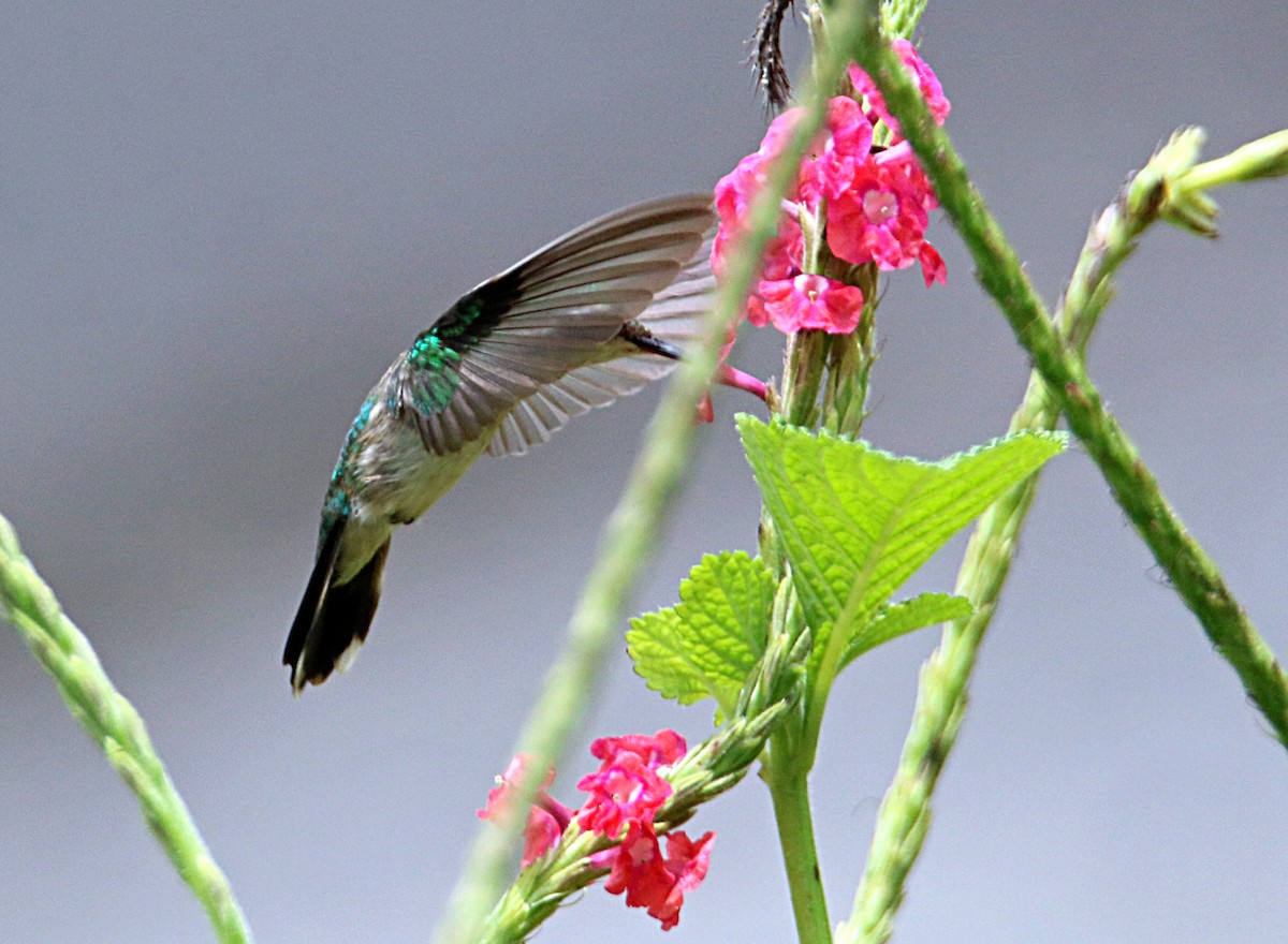 Canivet's Emerald - ML620796631