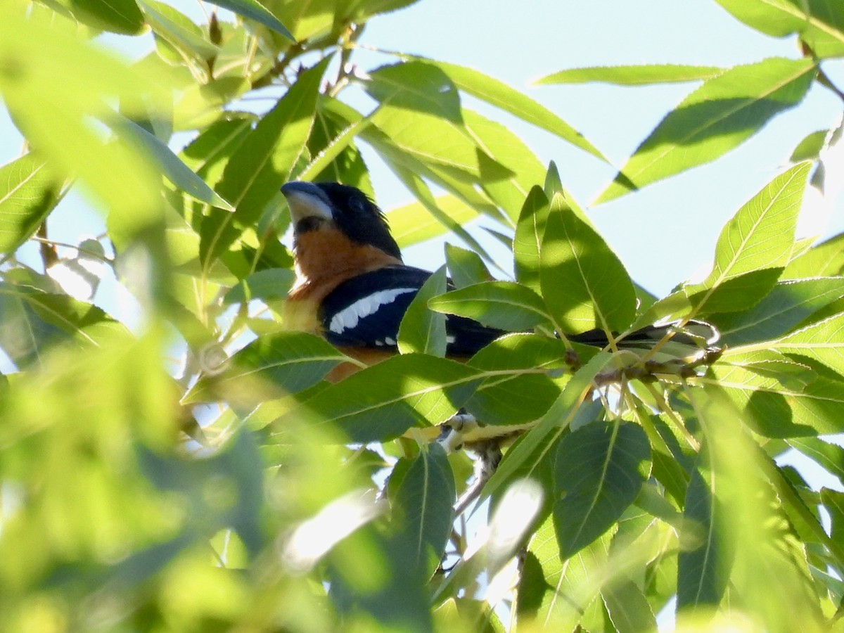 Black-headed Grosbeak - ML620796638