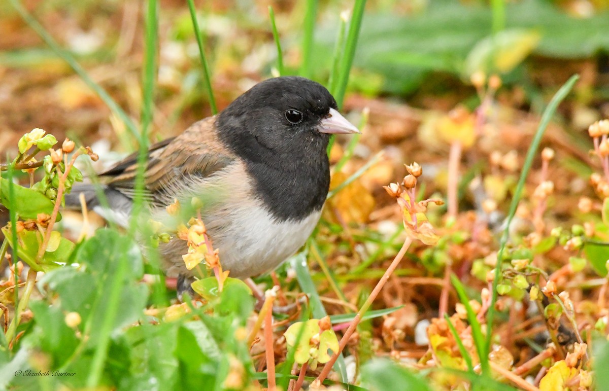 Dark-eyed Junco - Libby Burtner