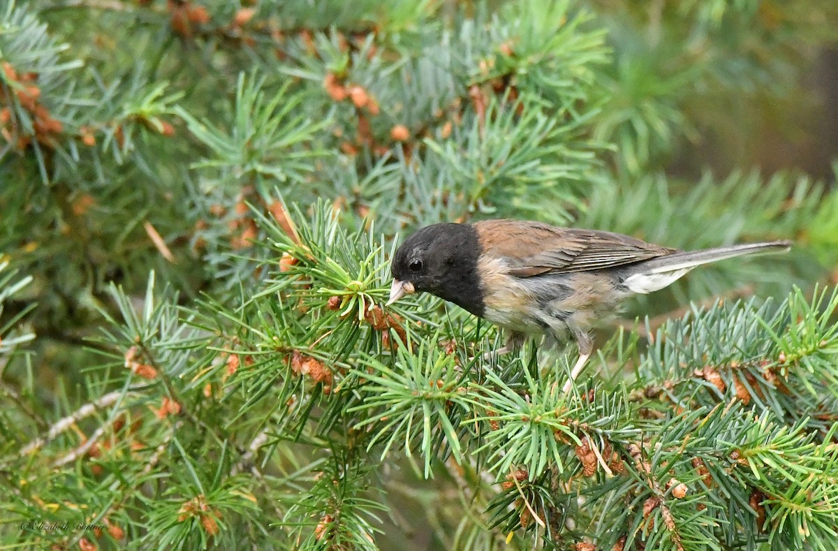 Dark-eyed Junco - ML620796641