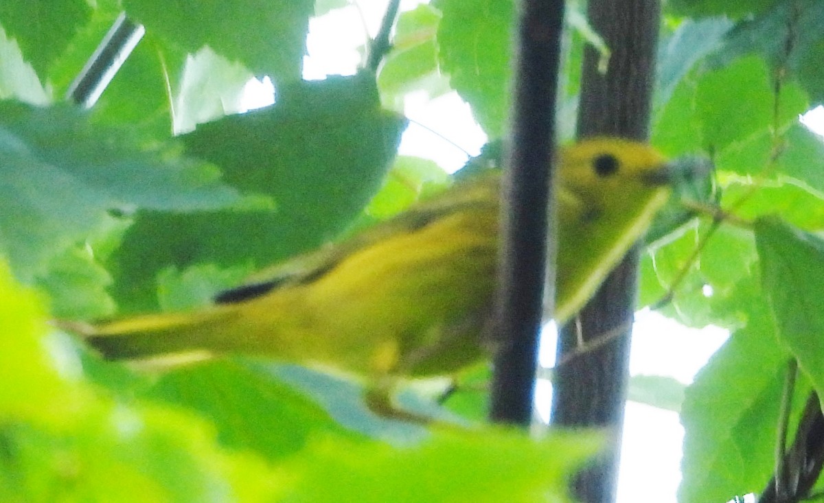 Yellow Warbler - ML620796642