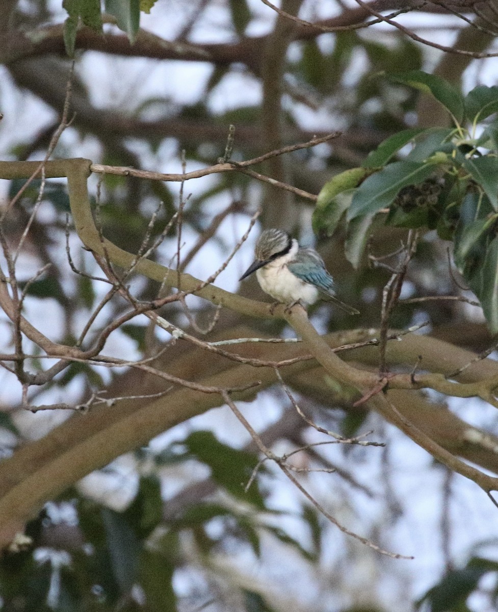 Red-backed Kingfisher - ML620796643