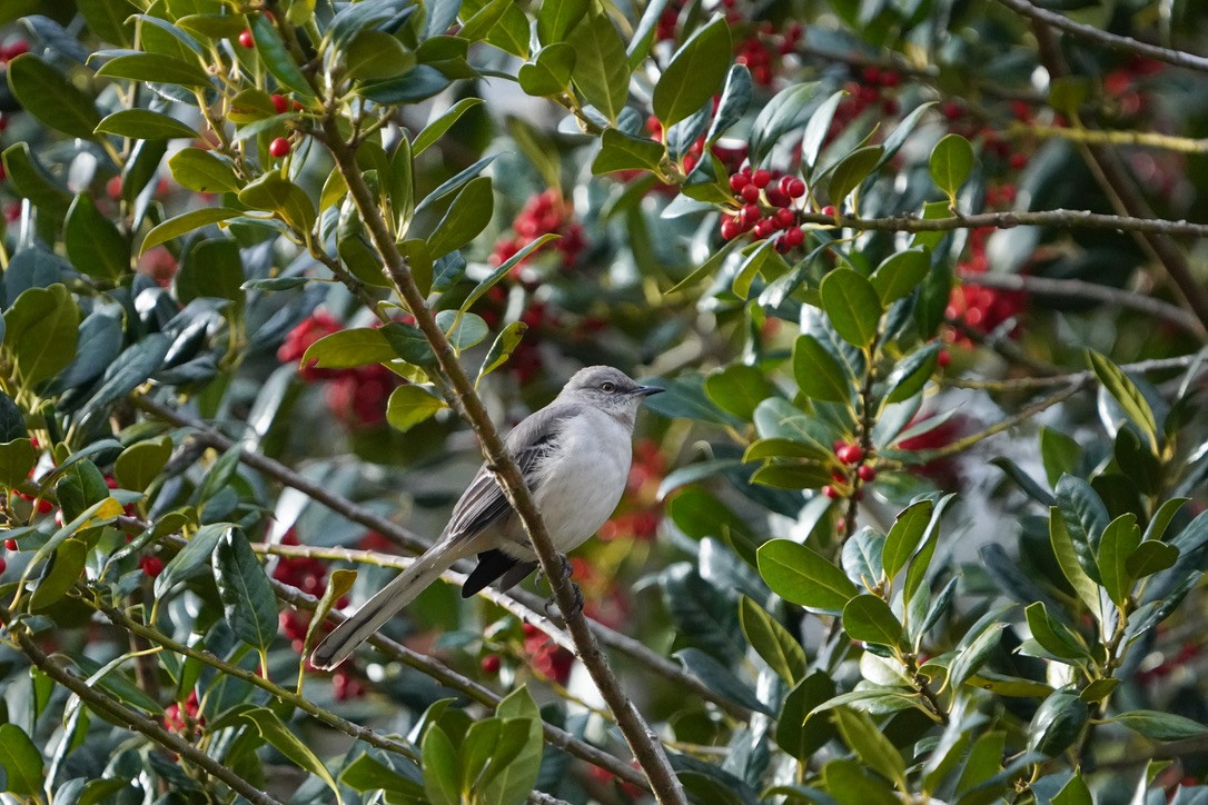 Northern Mockingbird - Penny Owings