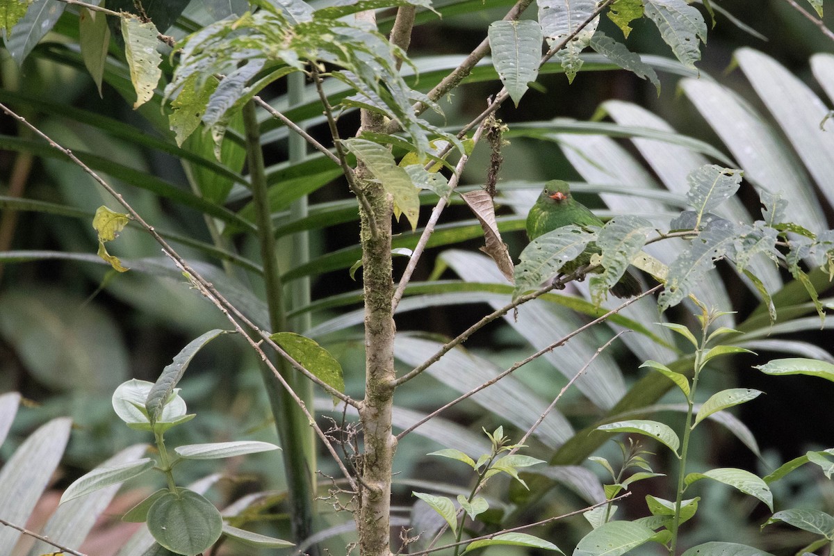 Orange-breasted Fruiteater - ML620796649