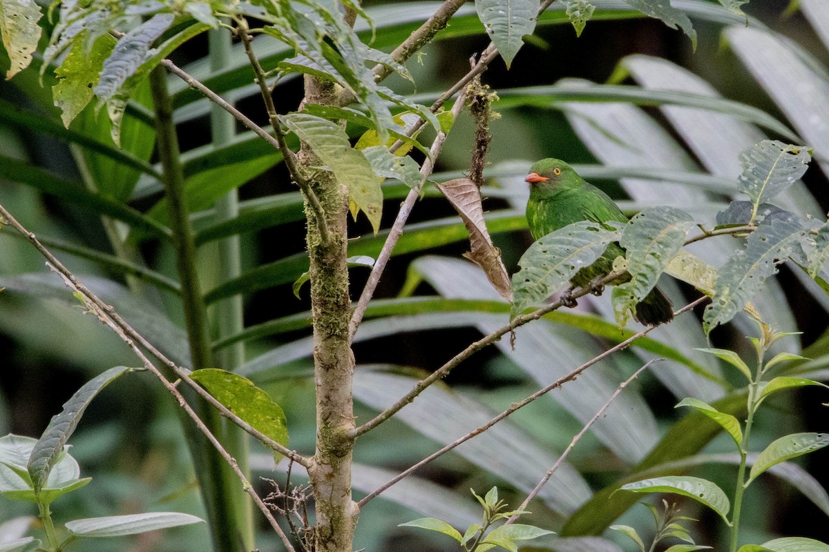 Orange-breasted Fruiteater - ML620796652