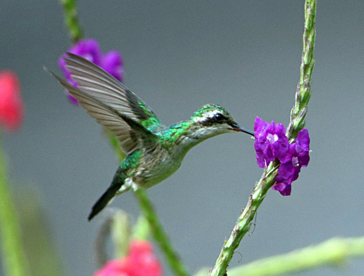 Canivet's Emerald - ML620796657