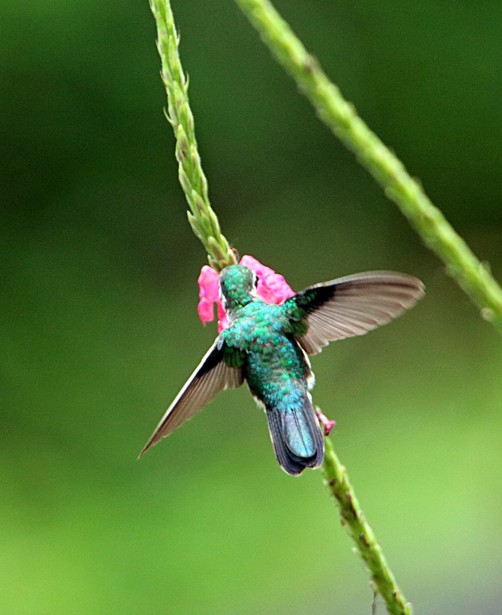 Gabelschwanz-Smaragdkolibri - ML620796660