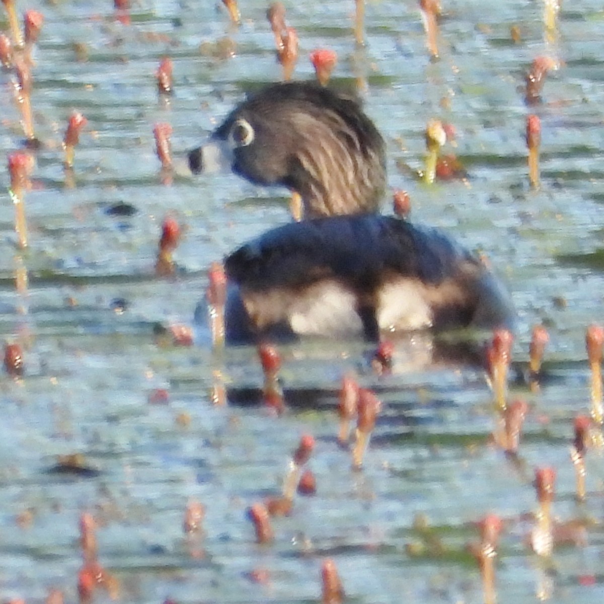 Pied-billed Grebe - alan murray