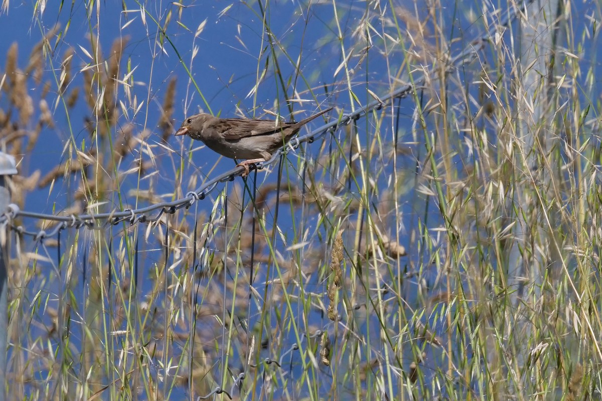 House Sparrow - Teresa García