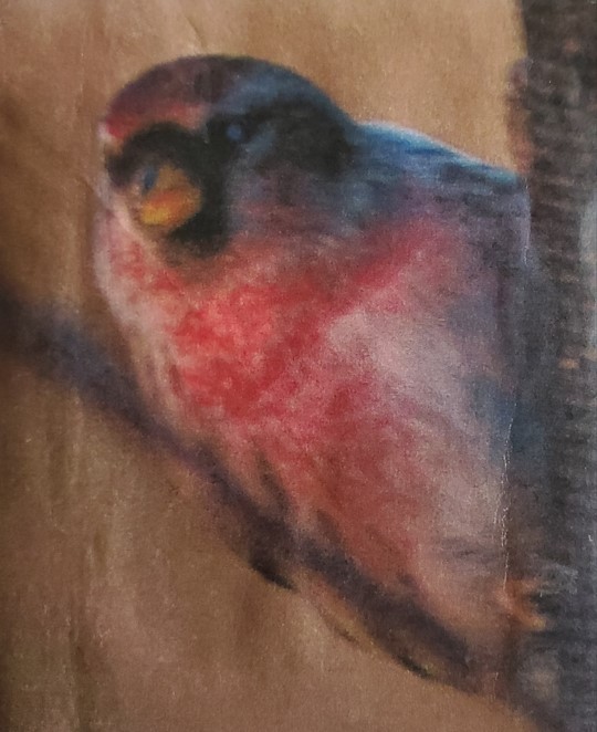 Redpoll (Common) - ML620796680