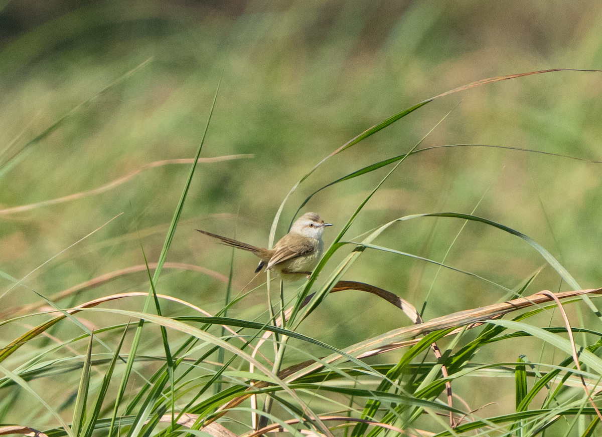 Chirping Cisticola - ML620796696