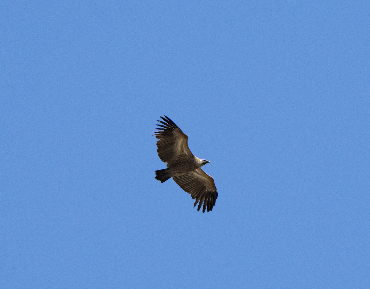 White-backed Vulture - ML620796697