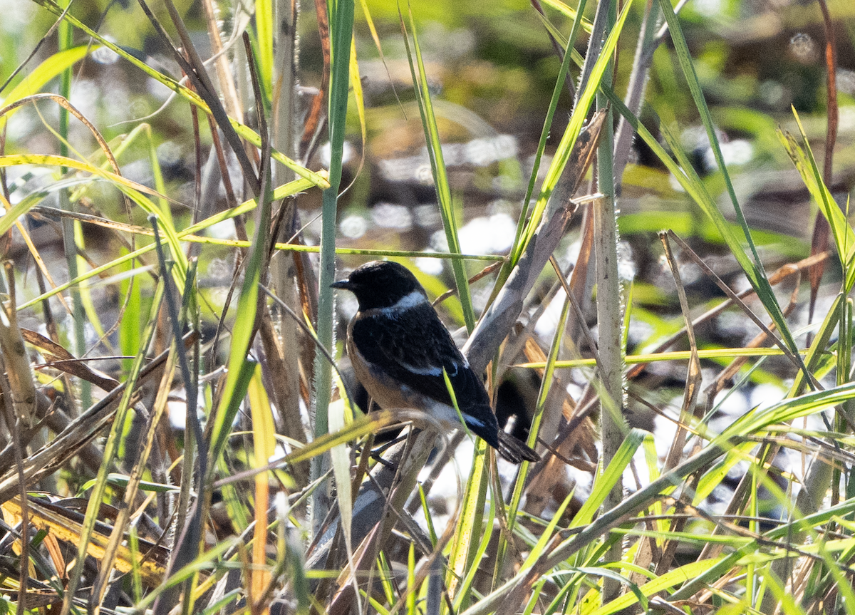 passerine sp. - ML620796700