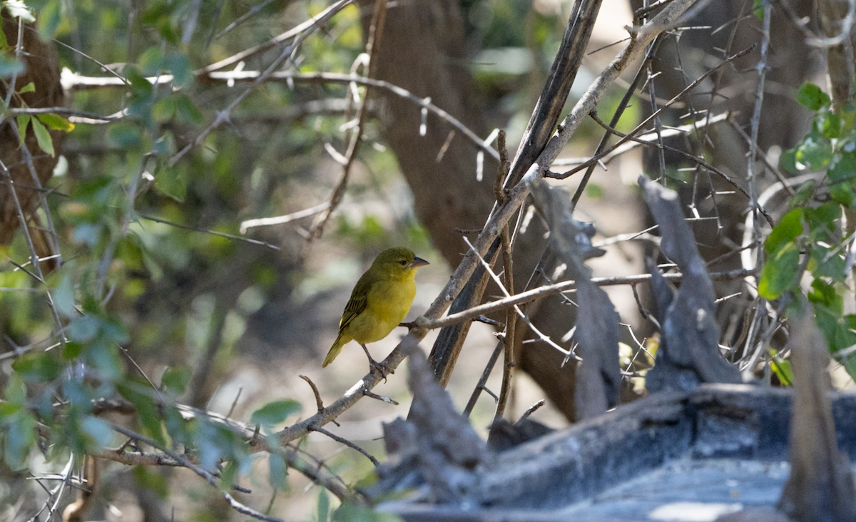 Southern Brown-throated Weaver - ML620796701