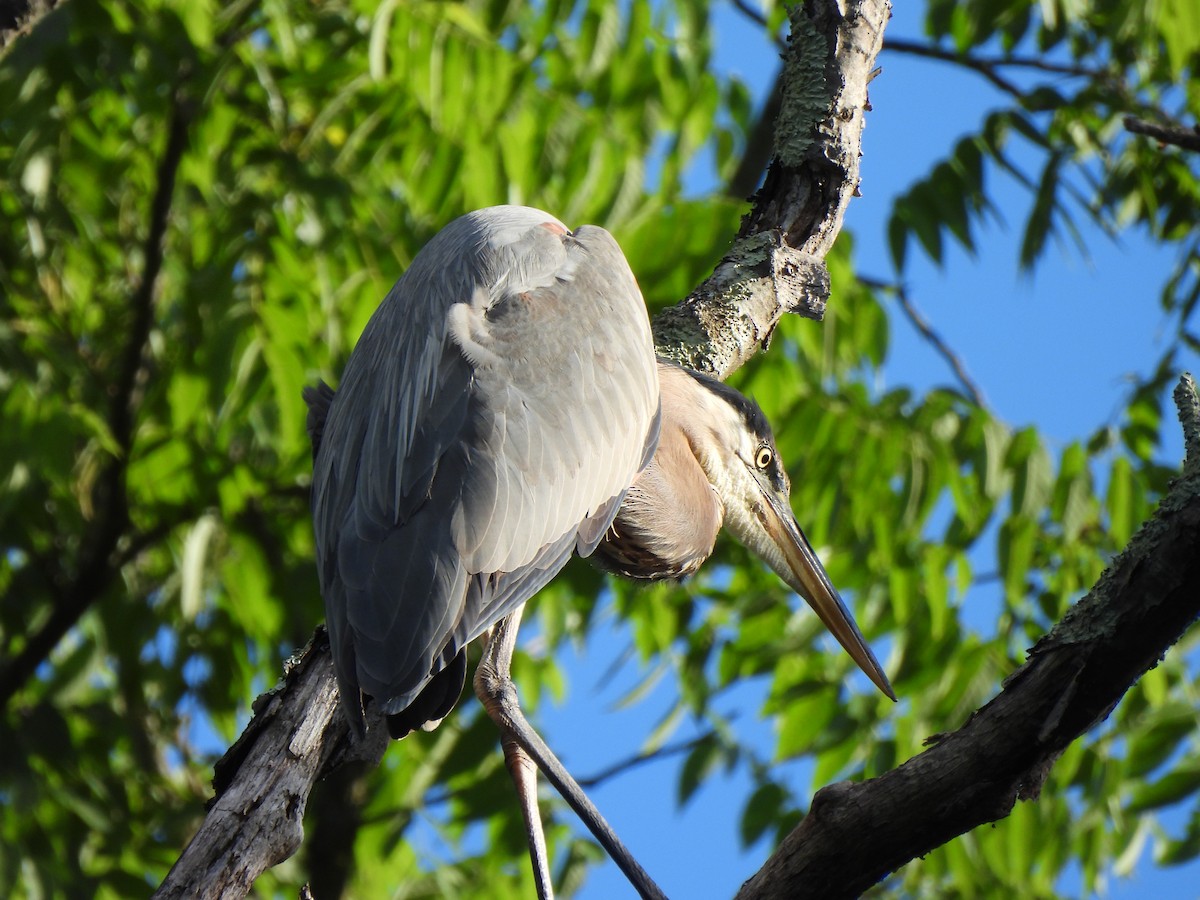 Great Blue Heron (Great Blue) - ML620796704