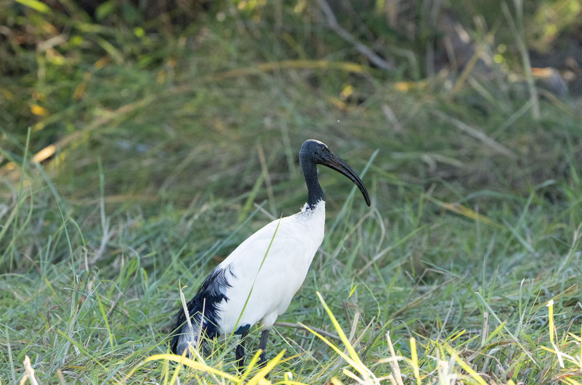 African Sacred Ibis - sheila rowe