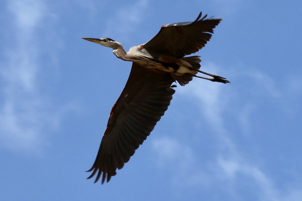 Great Blue Heron - ML620796710