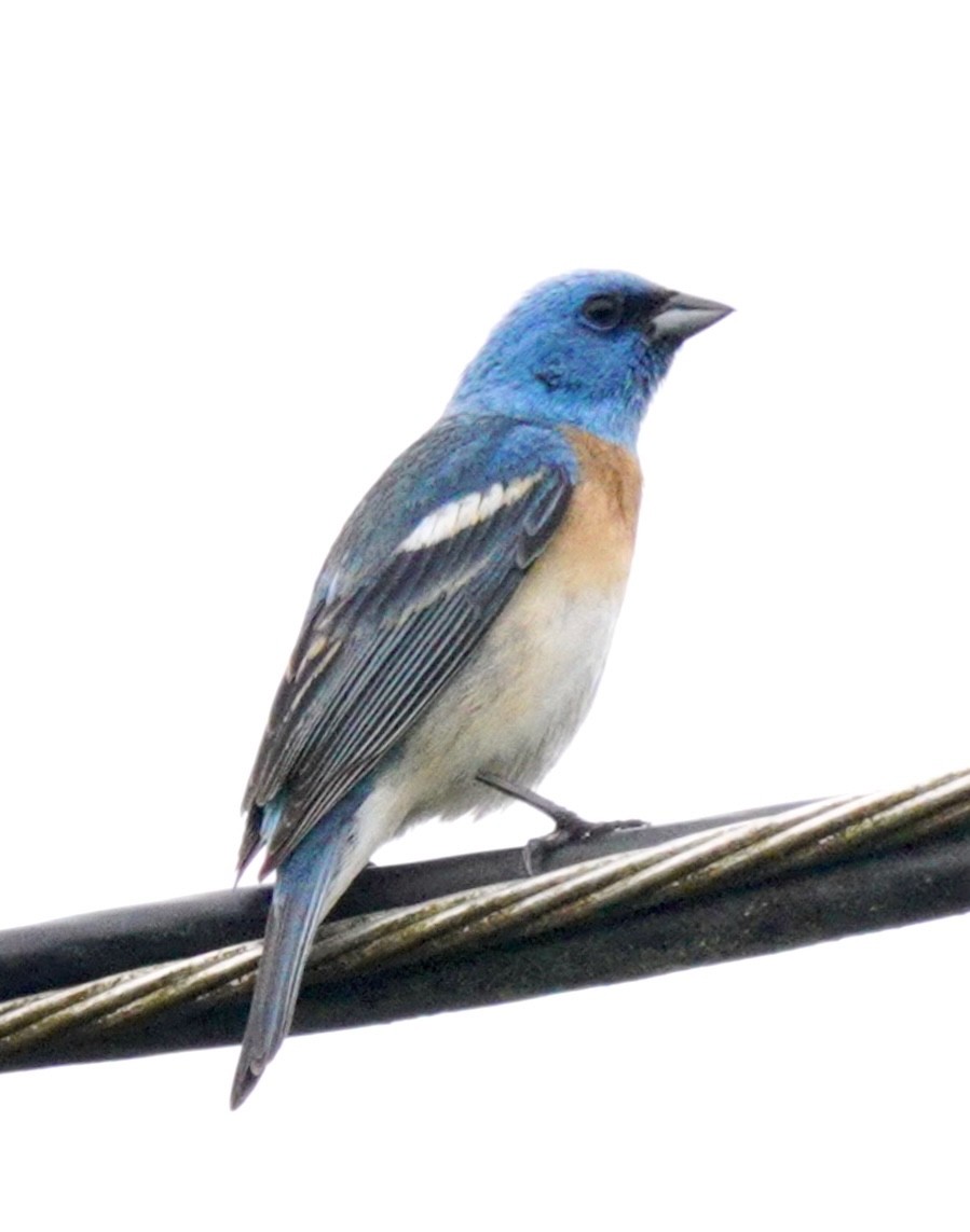 Lazuli Bunting - ML620796713