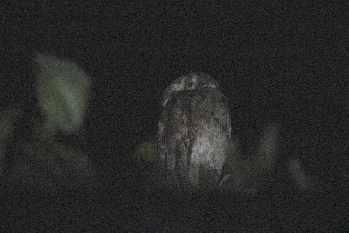 Common Potoo - ML620796716