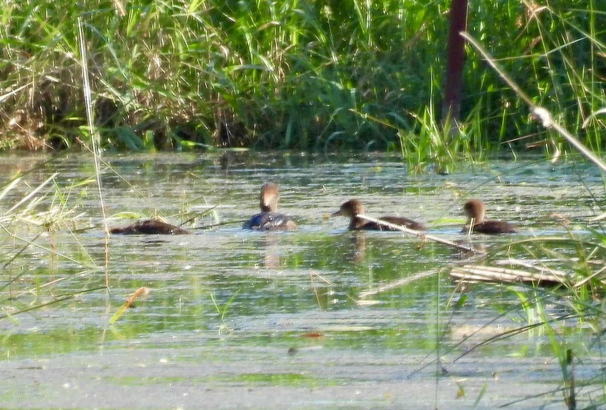 Hooded Merganser - ML620796719