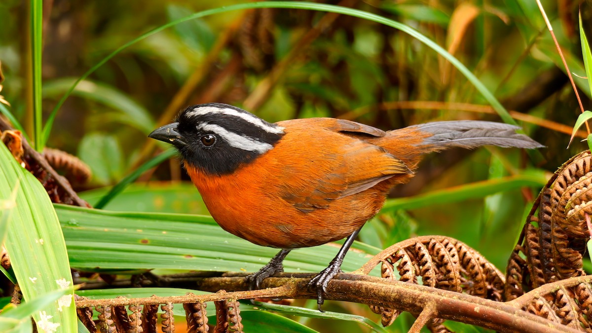 Tanager Finch - ML620796720