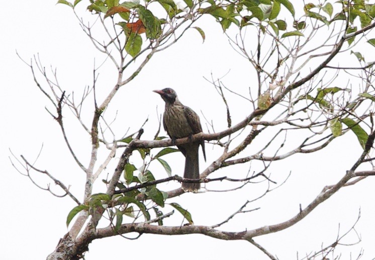 Brown Oriole - ML620796721