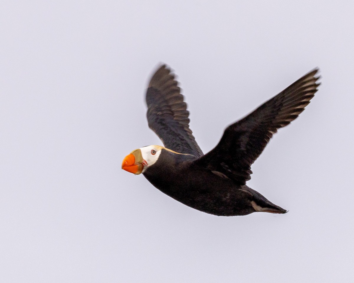 Tufted Puffin - ML620796726